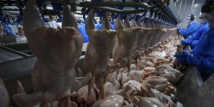 Paraná é o maior produtor de carne de frango do Brasil. (Foto: Jonathan Campos/AEN)
