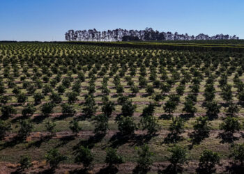Paraná é o estado que mais destinou recursos para a agricultura em 2025