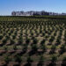 Paraná é o estado que mais destinou recursos para a agricultura em 2025