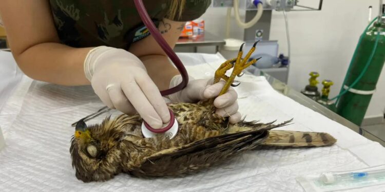 Unicentro lidera atendimento a animais silvestres vítimas do tornado no Paraná
Foto: Unicentro