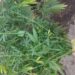 Polícia cumpre mandados judiciais e apreende arma e pés de maconha em Cambará
