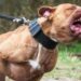 Paraná: Criança de 3 anos fica sem coro cabeludo após ataque de pitbull