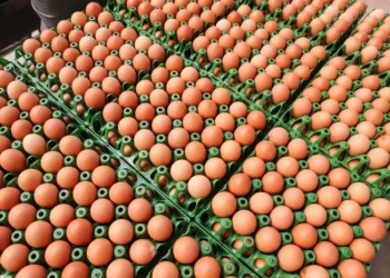 Preços de alimentos e bebidas caem pelo segundo mês consecutivo no Paraná