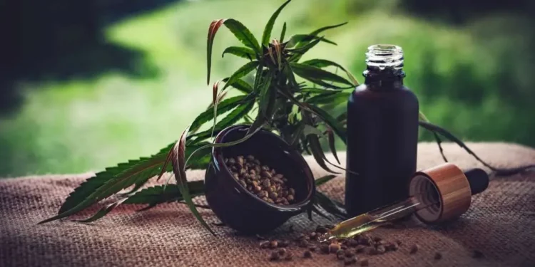 A Anvisa pretender criar e coordenar um comitê para manter ações permanentes de controle e fiscalização em todas as etapas de produção da cannabis. (Foto: CBD-Infos-com/Pixabay)