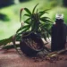 Anvisa libera cultivo de cannabis medicinal no Brasil