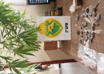 Policia Militar realiza apreensão de drogas e pés de maconha após denuncia no centro de Joaquim Távora