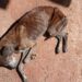 Homem é preso em Santo Antônio da Platina por maus-tratos a animal durante cumprimento de mandado “Assista o vídeo”