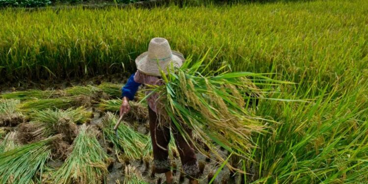 Protocolo internacional contra trabalho forçado impacta políticas de fiscalização e responsabilização (Foto: Divulgação/Ministério do Trabalho)