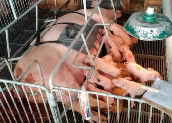 Com apoio do Anjo Inovador, startup paranaense desenvolve cinta massageadora para suinocultura