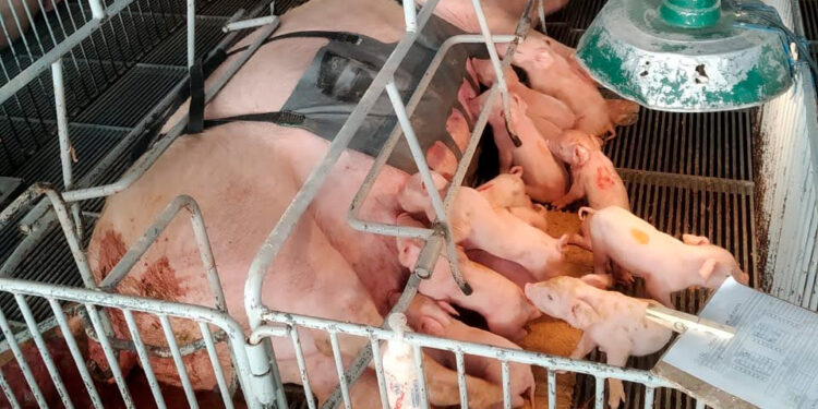 Tecnologia e bem-estar animal: startup paranaense avança na suinocultura com apoio do Anjo Inovador
Foto: Pigma Desenvolvimentos