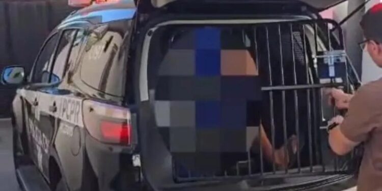 Jovem é preso após série de furtos a comércios em Jacarezinho; polícia aponta ao menos 10 crimes