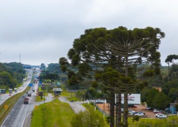 Paraná: EPR Litoral Pioneiro alerta para cuidados com a segurança em pontos de venda de pinhão nas rodovias