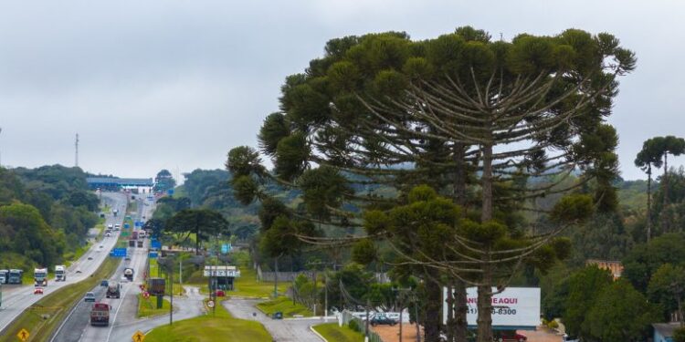 Paraná: EPR Litoral Pioneiro alerta para cuidados com a segurança em pontos de venda de pinhão nas rodovias