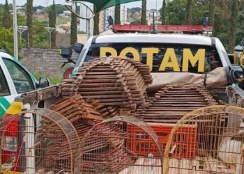 Operação Passariformes apreende 22 aves no Paraná
