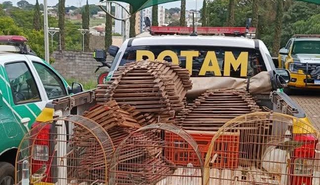 Operação Passariformes apreende 22 aves no Paraná