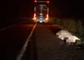 Norte Pioneiro: Acidente com ônibus na PR-092 resulta em morte de bovino