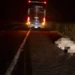 Norte Pioneiro: Acidente com ônibus na PR-092 resulta em morte de bovino