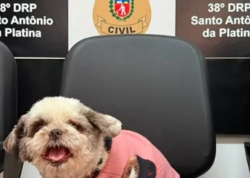 Equipe da Polícia Civil auxilia na recuperação de cão desaparecido