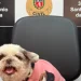Equipe da Polícia Civil auxilia na recuperação de cão desaparecido