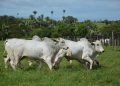 União Europeia confirma veto à compra de carne brasileira a partir de setembro
