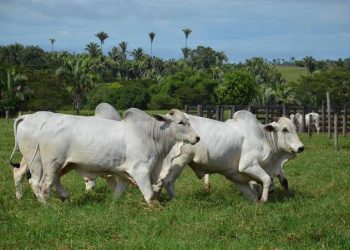 União Europeia confirma veto à compra de carne brasileira a partir de setembro