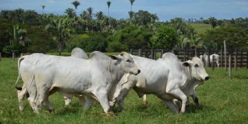 União Europeia confirma veto à compra de carne brasileira a partir de setembro