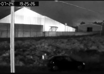 Norte Pioneiro: Motorista é suspeito de abandonar três filhotes de gato dentro de saco de lixo em Wenceslau Braz