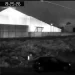 Norte Pioneiro: Motorista é suspeito de abandonar três filhotes de gato dentro de saco de lixo em Wenceslau Braz