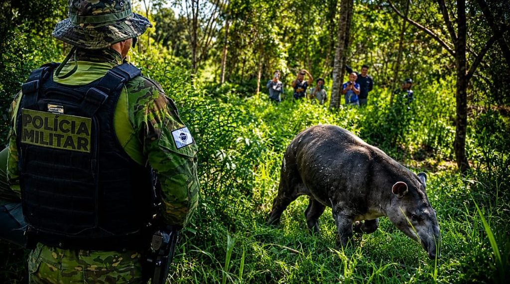 EPR Litoral Pioneiro realiza atendimentos a animais feridos encontrados nas rodovias “Confira as fotos”