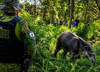 EPR Litoral Pioneiro realiza atendimentos a animais feridos encontrados nas rodovias “Confira as fotos”