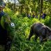 EPR Litoral Pioneiro realiza atendimentos a animais feridos encontrados nas rodovias “Confira as fotos”