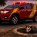 Norte Pioneiro: Bombeiros socorrem vítimas de acidentes e atendem captura de gambá em Santo Antônio da Platina