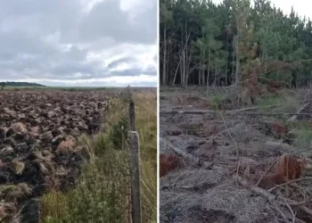 Fazendeiro é multado em R$ 542 mil por desmatar área equivalente a 50 campos de futebol