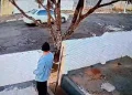Polícia Civil platinense indicia suspeito de atropelar e matar cão por maus tratos