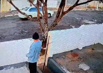 Polícia Civil platinense indicia suspeito de atropelar e matar cão por maus tratos