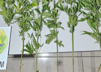 Equipe de Operações com Cães apreende sete pés de maconha em canavial de Jacarezinho