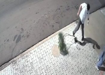 Adolescentes são flagrados danificando árvore no centro de jaguapitã, no Paraná