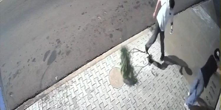 Adolescentes são flagrados danificando árvore no centro de jaguapitã, no Paraná