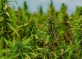 Equipe de Operações com Cães apreende sete pés de maconha em canavial de Jacarezinho