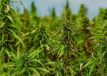 Equipe de Operações com Cães apreende sete pés de maconha em canavial de Jacarezinho