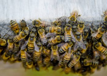 Norte Pioneiro: Ataque de abelhas deixa uma morte e dois feridos na zona rural de Wenceslau Braz