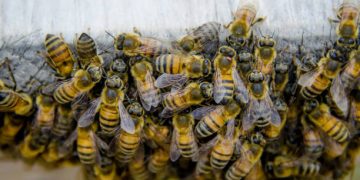 Norte Pioneiro: Ataque de abelhas deixa uma morte e dois feridos na zona rural de Wenceslau Braz