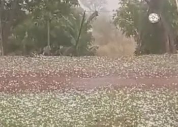 Chuva de granizo causa danos materiais no bairro Marques dos Reis, em Jacarezinho “Assista o vídeo”