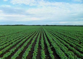 El Niño deve se estender até 2027 e afetar safras no Brasil