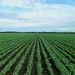 El Niño deve se estender até 2027 e afetar safras no Brasil