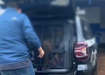 Polícia Civil cumpre mandado de recaptura contra homem condenado a 23 anos por furtos e roubos em Cambará