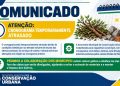 Chuvas atrasam cronograma de coleta de galhos e entulhos em Jacarezinho-PR