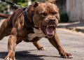 GCM atende ocorrência com pitbulls soltos após chamado de moradores em Cambará