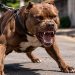 GCM atende ocorrência com pitbulls soltos após chamado de moradores em Cambará