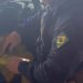Paraná: PRF e DENARC apreendem grande carregamento de maconha após fuga na BR-277 “Assista o vídeo”